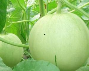 孕妇可以吃树胶瓜吗,树胶瓜的营养与安全指南