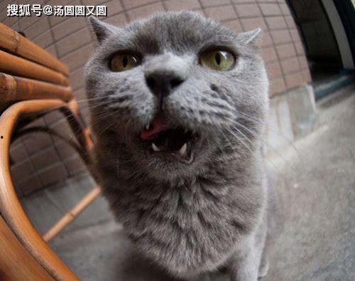 蓝猫可以吃瓜,探索瓜果乐园