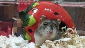 金丝熊吃佛手瓜,金丝熊的佛手瓜美食之旅