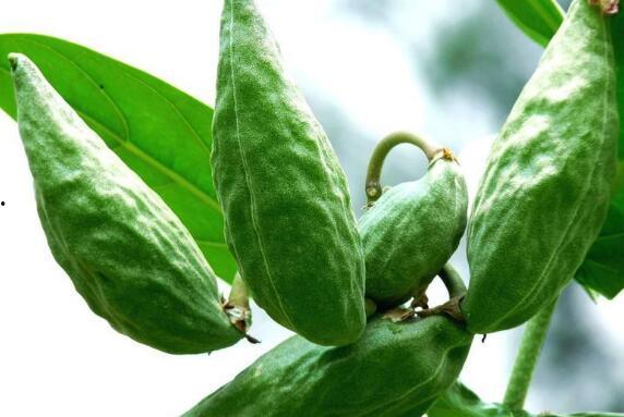 吃瓜会骨痛,揭秘日常饮食中的健康隐患