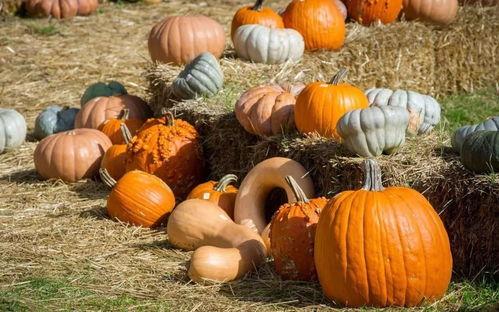 一个外卖吃瓜,揭秘外卖界的酸甜苦辣