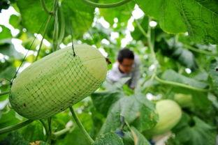 哈密瓜节吃瓜群众,哈密瓜节盛况掠影