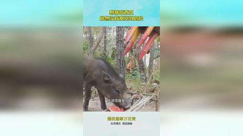 野山猪吃瓜,瓜果飘香中的自然盛宴