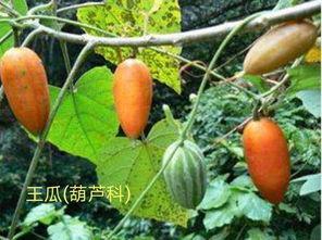 吃白瓜嗓子痒,揭秘夏日饮食注意事项