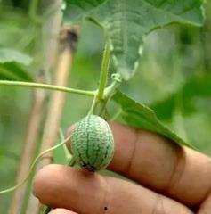 吃大变小瓜,揭秘神奇食物的奇妙变化之旅