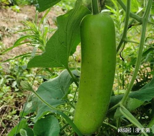 吃瓠子瓜空心可以吃吗,美味依旧可享