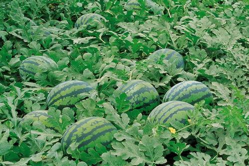 小雨农村记录吃瓜,夏日乡村生活趣事