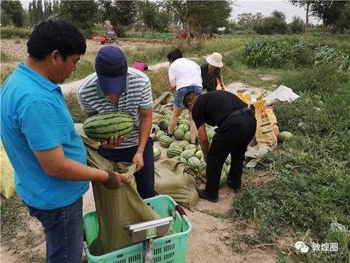 南非8名矿工吃瓜,意外吃瓜事件引发全球关注