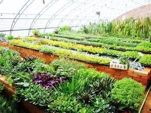 欢乐农场吃瓜,瓜果飘香，共享丰收喜悦