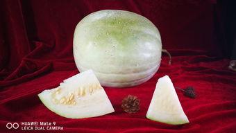 吃三白瓜,探寻三白瓜的独特魅力
