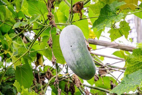 吃瓜得病的新闻