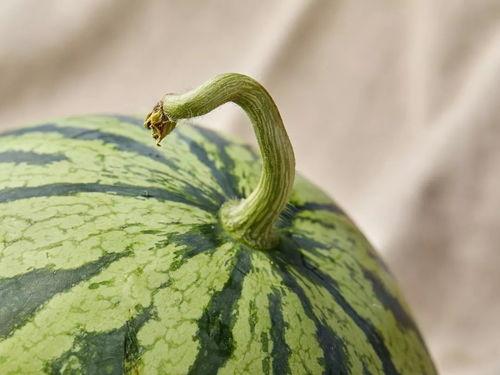 上海夜场吃瓜,揭秘夜幕下的吃瓜故事